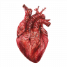 Human Heart